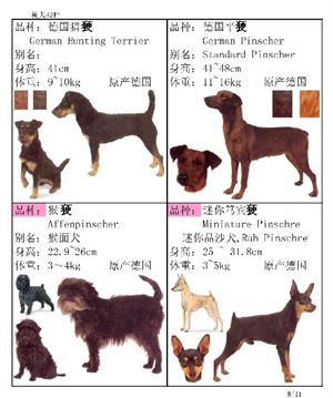 最著名的十大梗犬2025年排行榜前十名榜单出炉