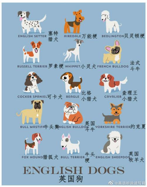 最著名的十大梗犬2025年排行榜前十名榜单出炉