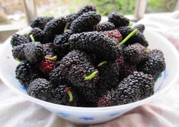 全国十大桑葚产地2025年排行榜前十名榜单出炉