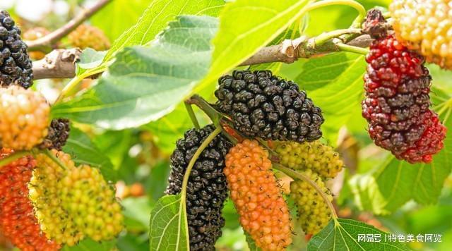 全国十大桑葚产地2025年排行榜前十名榜单出炉