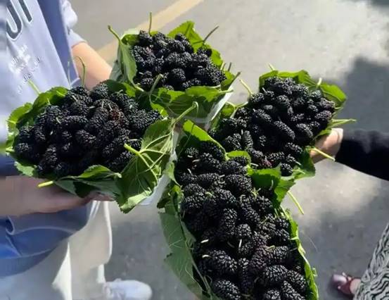 全国十大桑葚产地2025年排行榜前十名榜单出炉