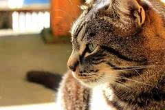 十大国产宠物猫盘点2025年排行榜前十名榜单出炉 十大国产宠物猫盘点2025年排行榜前十名榜单出炉