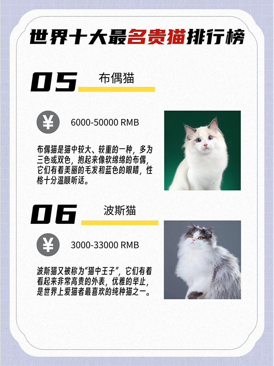 十大国产宠物猫盘点2025年排行榜前十名榜单出炉 十大国产宠物猫盘点2025年排行榜前十名榜单出炉