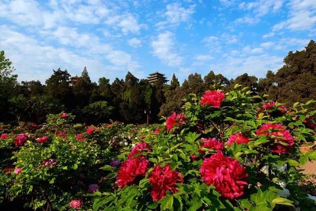 沈阳十大赏花胜地2025年排行榜前十名榜单出炉 沈阳十大赏花胜地2025年排行榜前十名榜单出炉