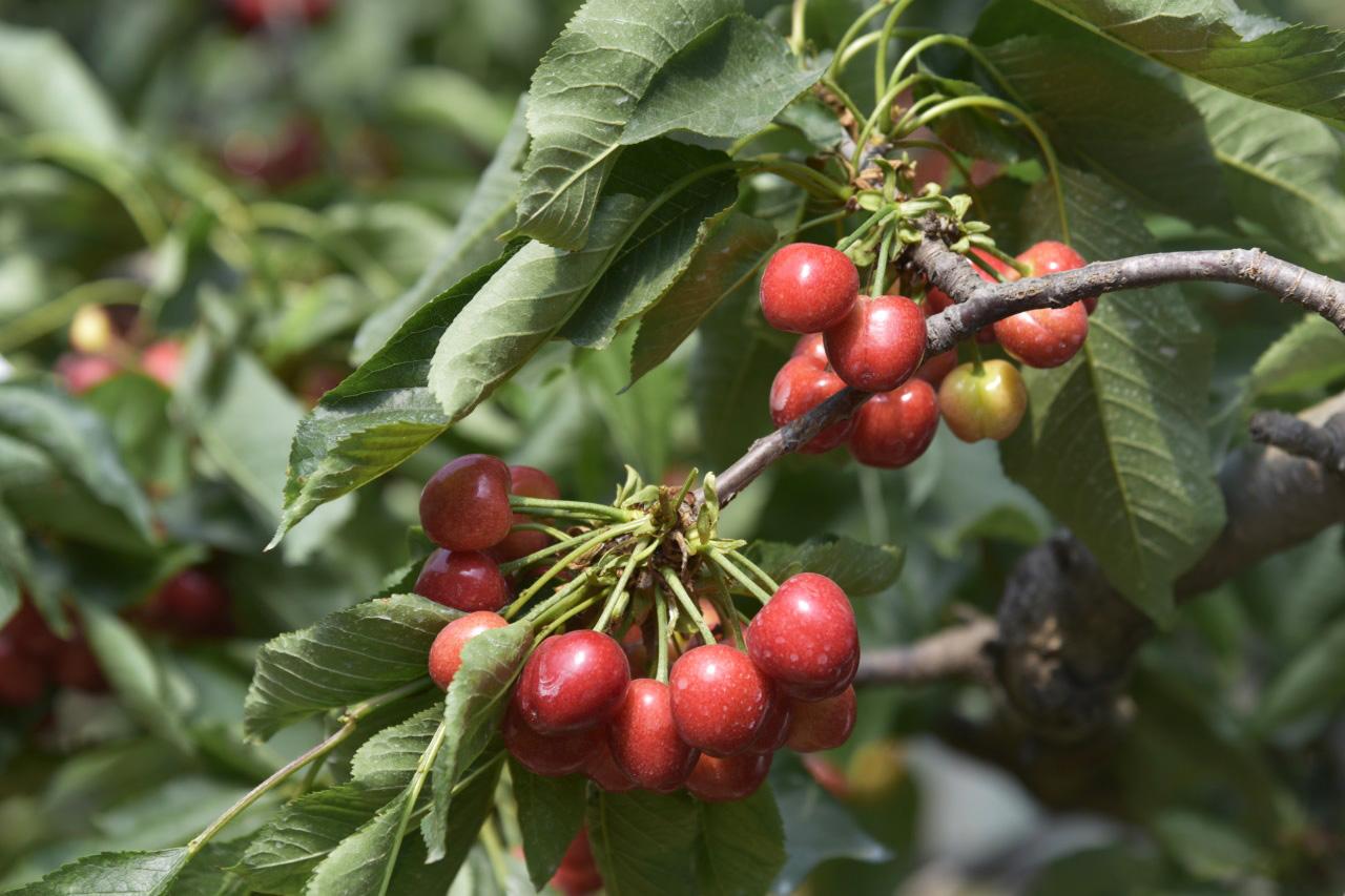 世界十大珍珠品种2025年排行榜前十名榜单出炉