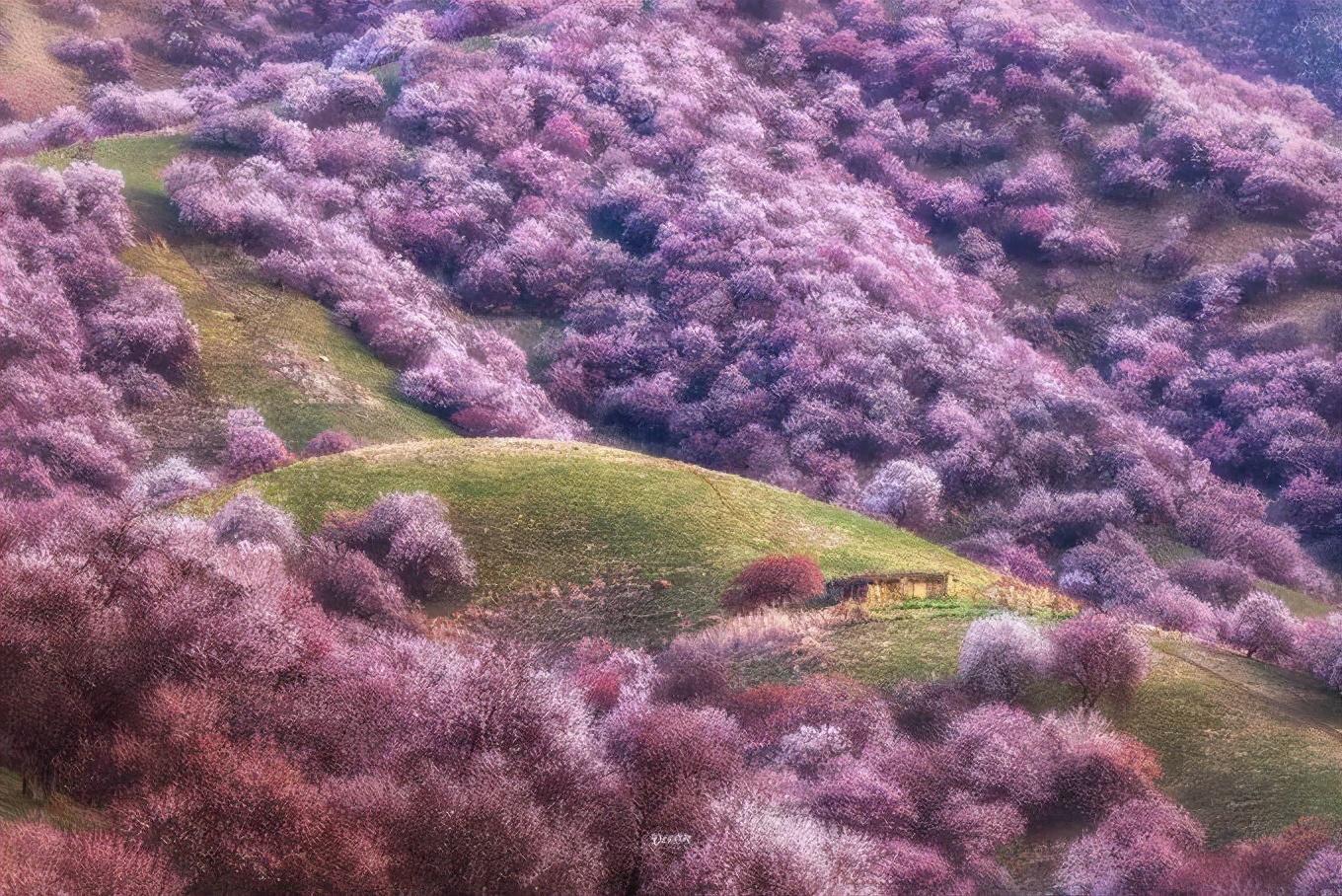 新疆十大赏花胜地2025年排行榜前十名榜单出炉