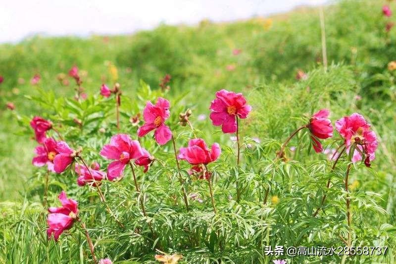 杏子十大品种2025年排行榜前十名榜单出炉