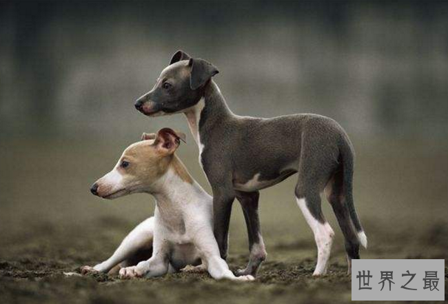 世界十大最干净讲卫生的狗狗2025年排行榜前十名榜单出炉