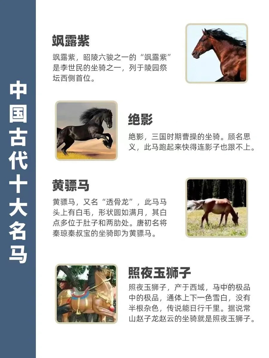马的十大品种2025年排行榜前十名榜单出炉