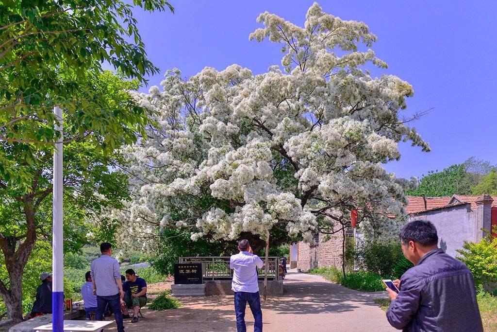 中国十大古流苏树2025年排行榜前十名榜单出炉