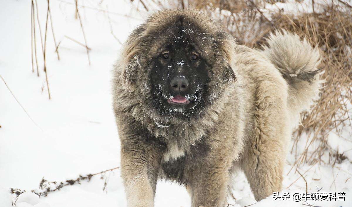世界大型犬IOP102026年排行榜前十名榜单出炉