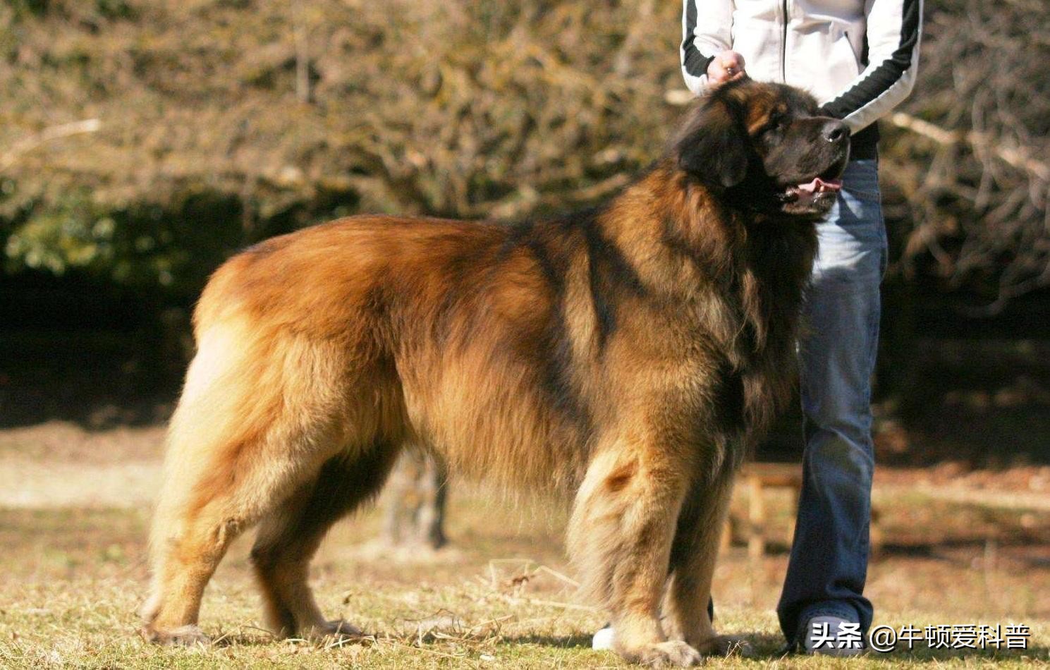 世界大型犬IOP102026年排行榜前十名榜单出炉