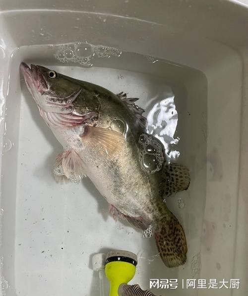 中国十大最好吃的淡水鱼2025年排行榜前十名榜单出炉 中国十大最好吃的淡水鱼2025年排行榜前十名榜单出炉