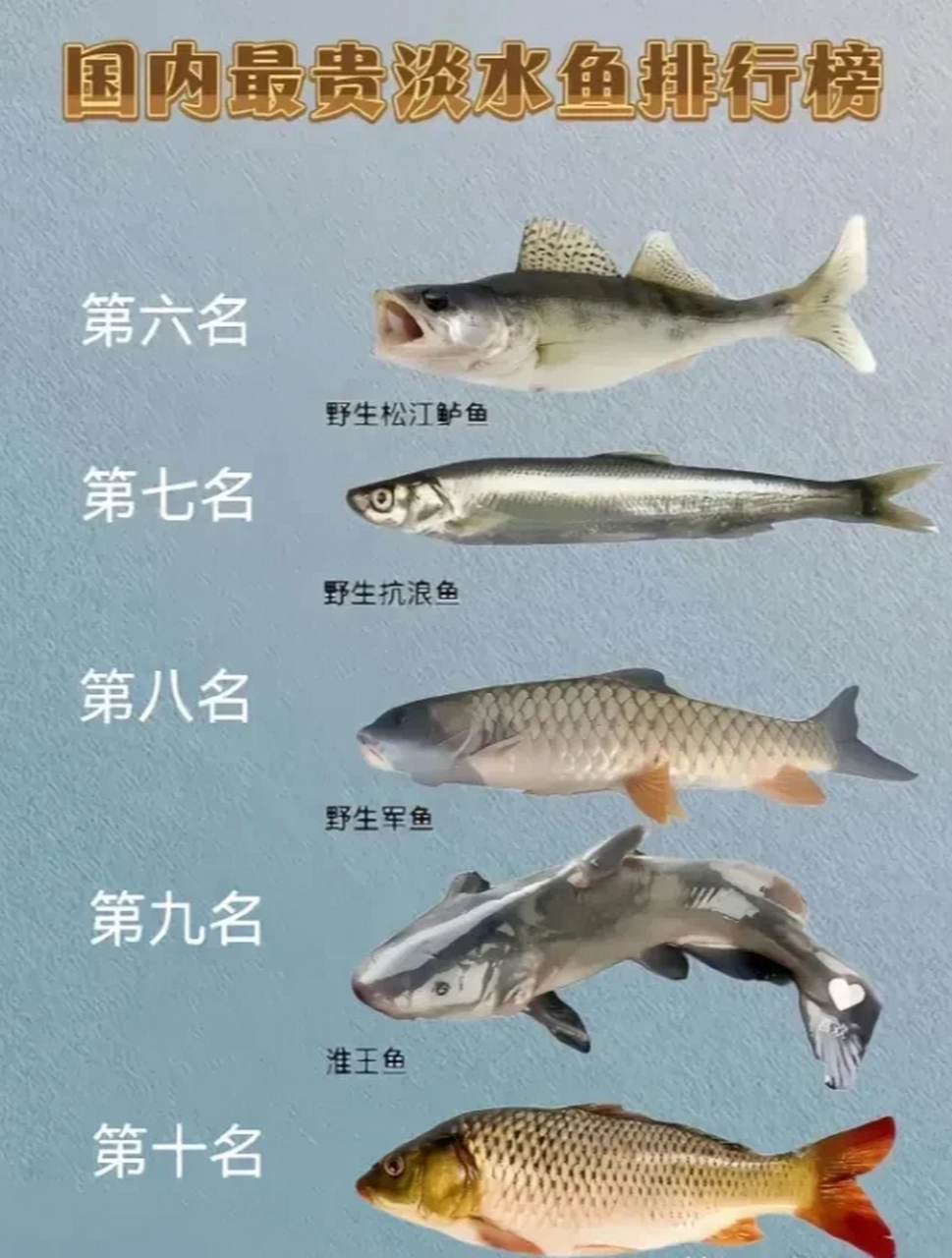 中国十大最好吃的淡水鱼2025年排行榜前十名榜单出炉 中国十大最好吃的淡水鱼2025年排行榜前十名榜单出炉