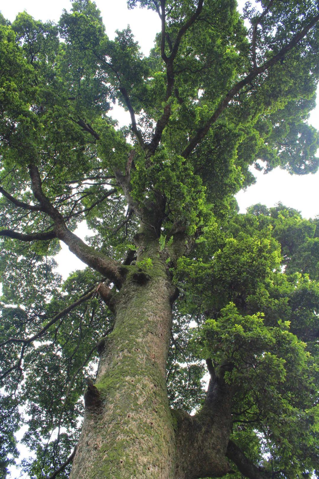 峨眉山最著名十大寺庙2025年排行榜前十名榜单出炉