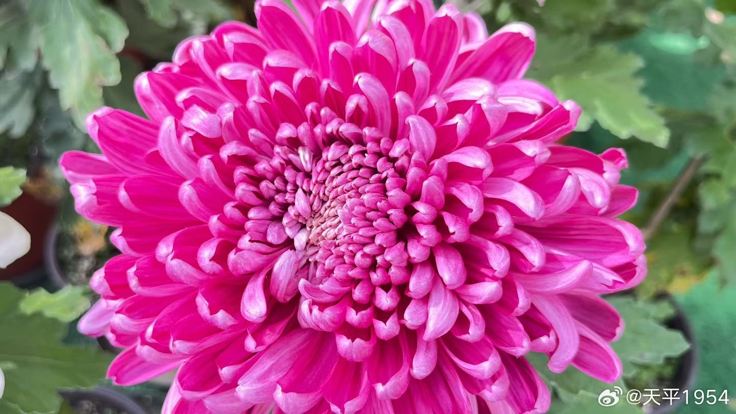 十大菊花产地2025年排行榜前十名榜单出炉