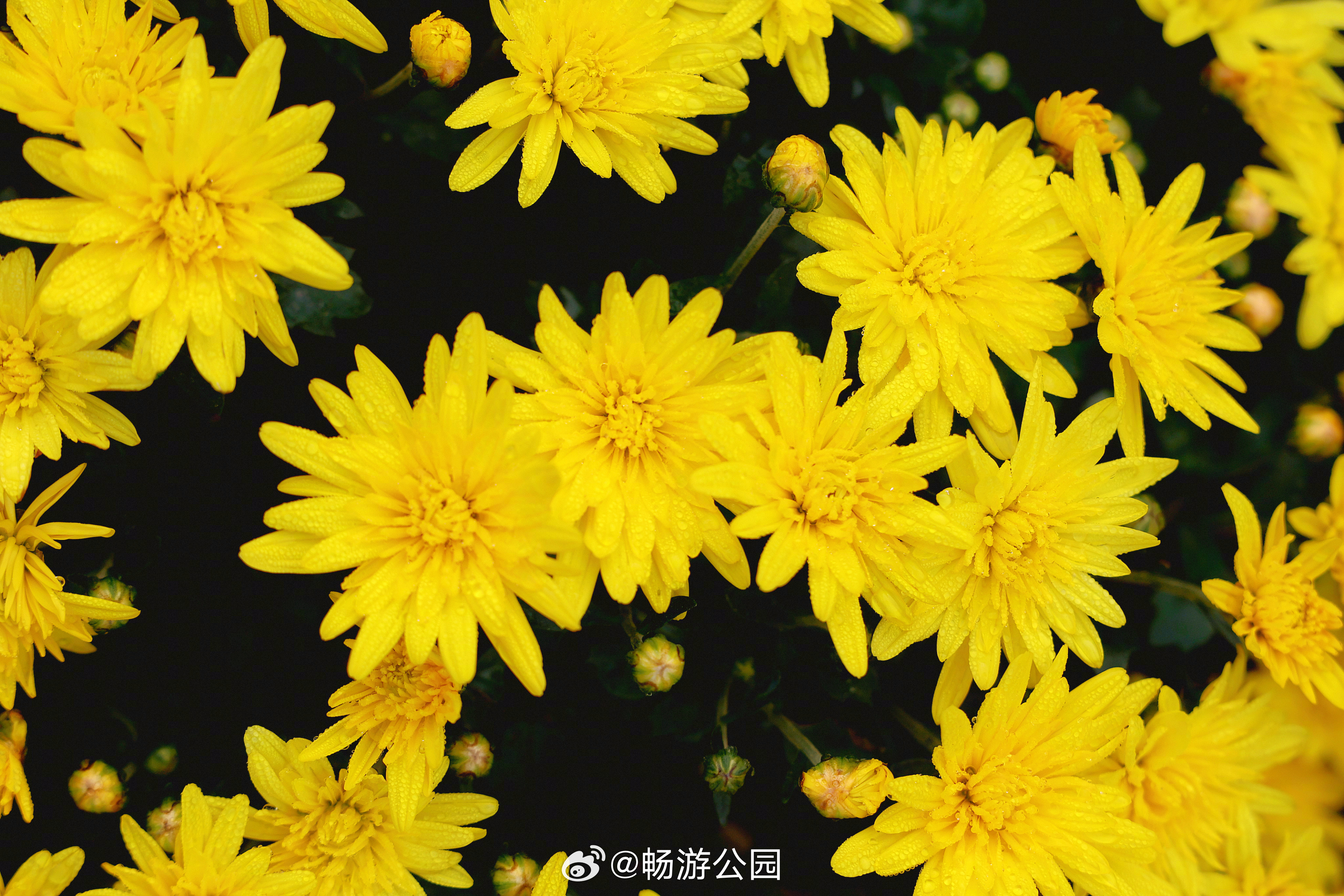 十大菊花产地2025年排行榜前十名榜单出炉