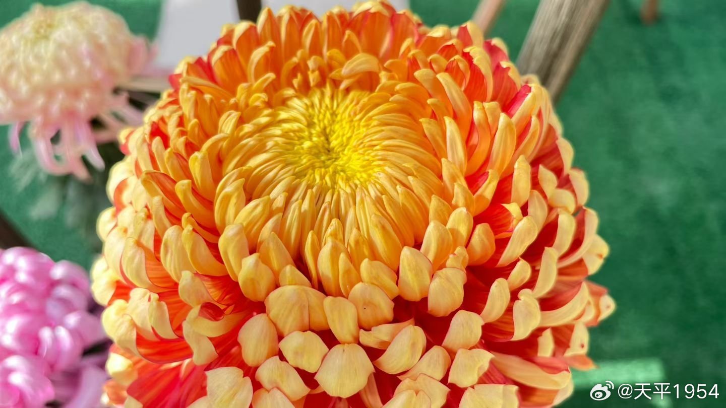 十大菊花产地2025年排行榜前十名榜单出炉