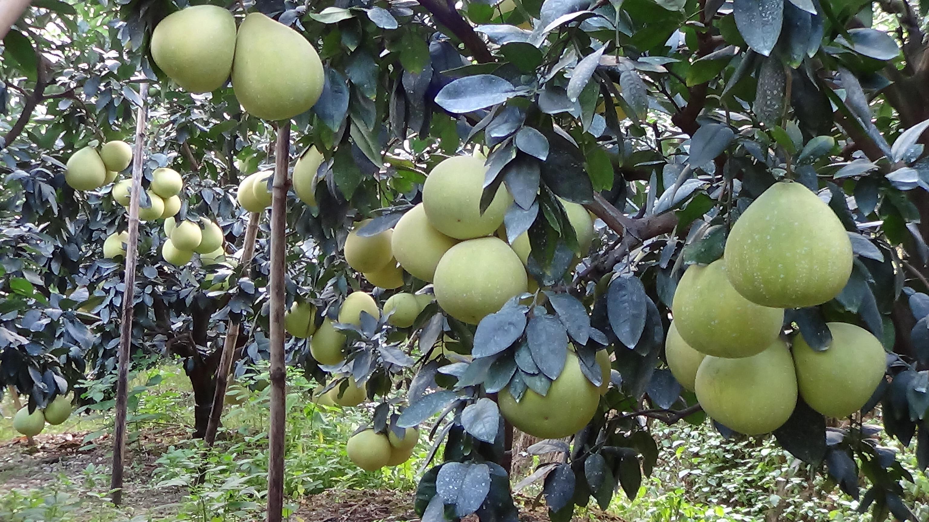 四川十大柚子2025年排行榜前十名榜单出炉