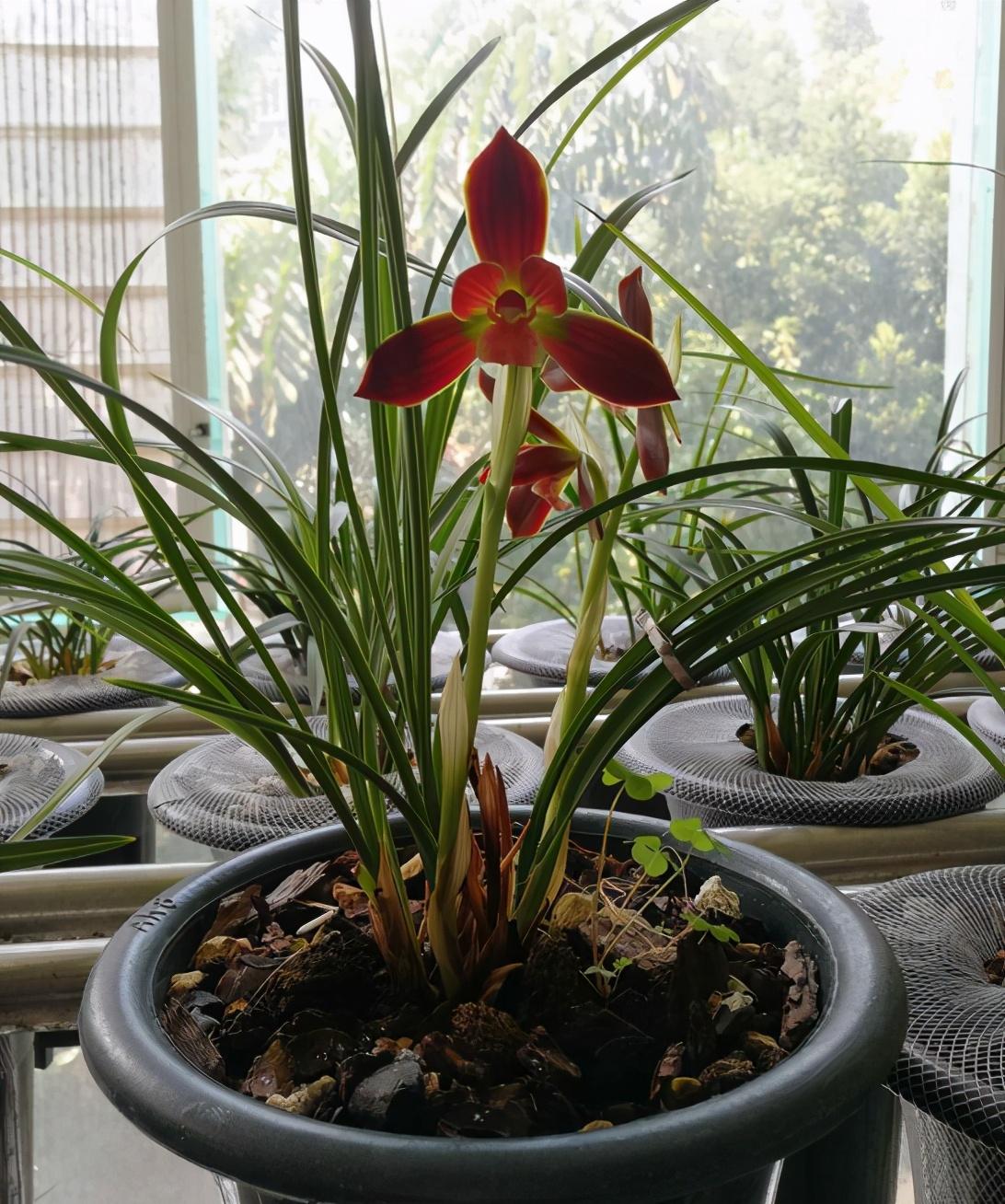 兰花十大品种2025年排行榜前十名榜单出炉