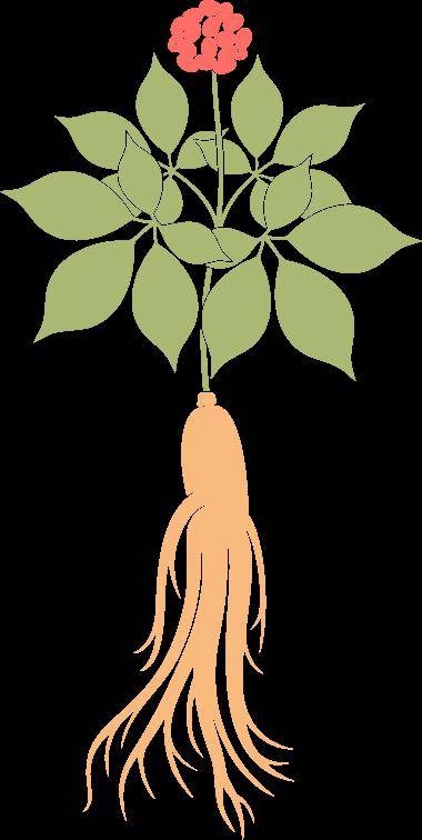 中国十大紧缺植物药材2026年最新热度口碑双榜对比 中国十大紧缺植物药材2026年最新热度口碑双榜对比