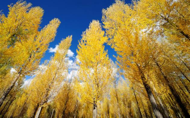 中国十大最美胡杨林2026年最新热度口碑双榜对比