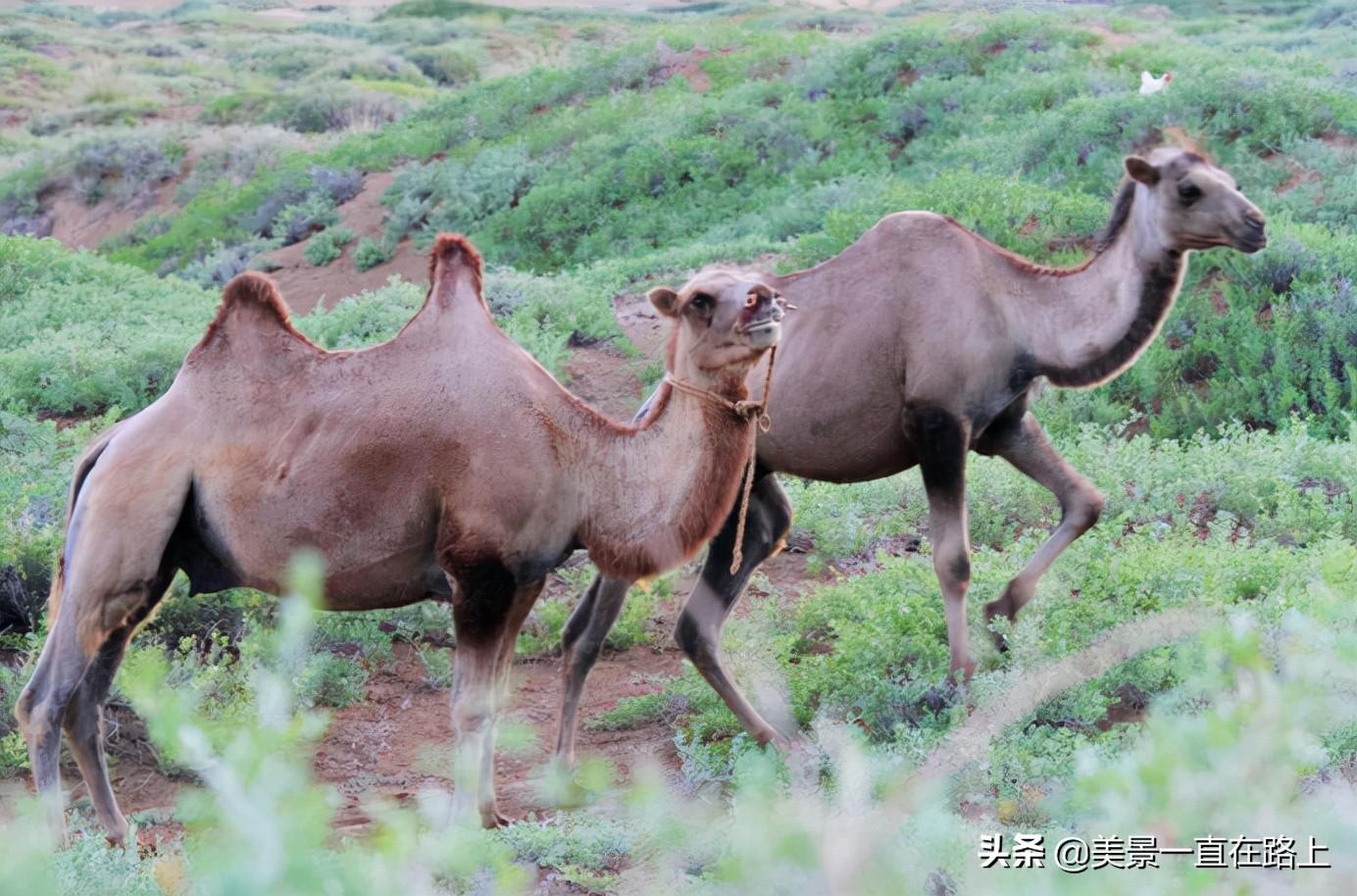 吉林市十大著名寺庙2026年最新热度口碑双榜对比