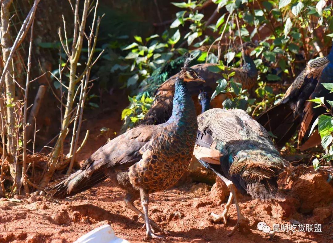 昆明十大钓鱼好地方2026年最新热度口碑双榜对比