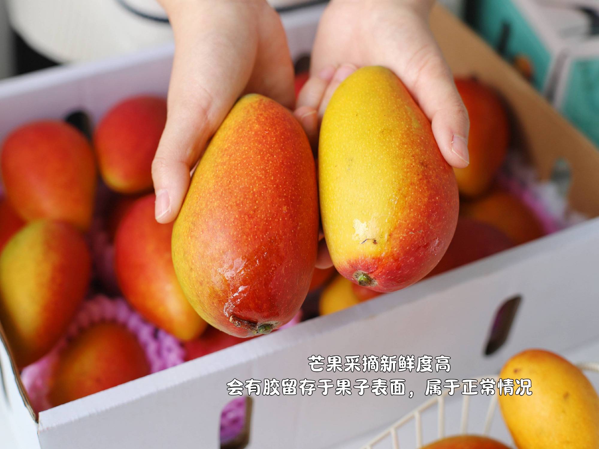 芒果十大品种2026年最新热度口碑双榜对比