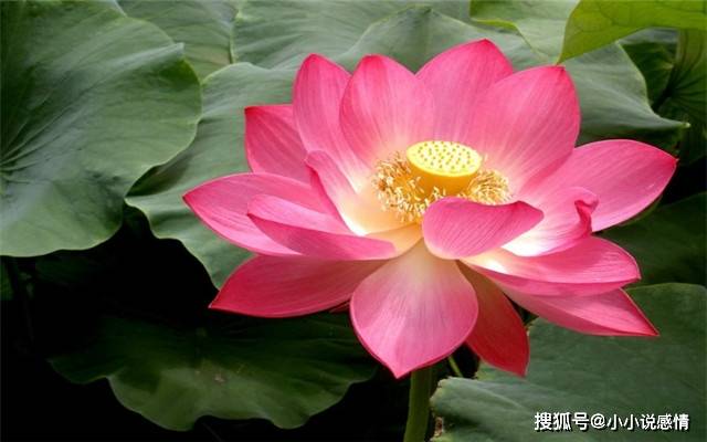 十大最美的荷花品种2026年最新热度口碑双榜对比