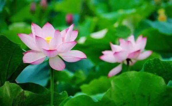 十大最美的荷花品种2026年最新热度口碑双榜对比