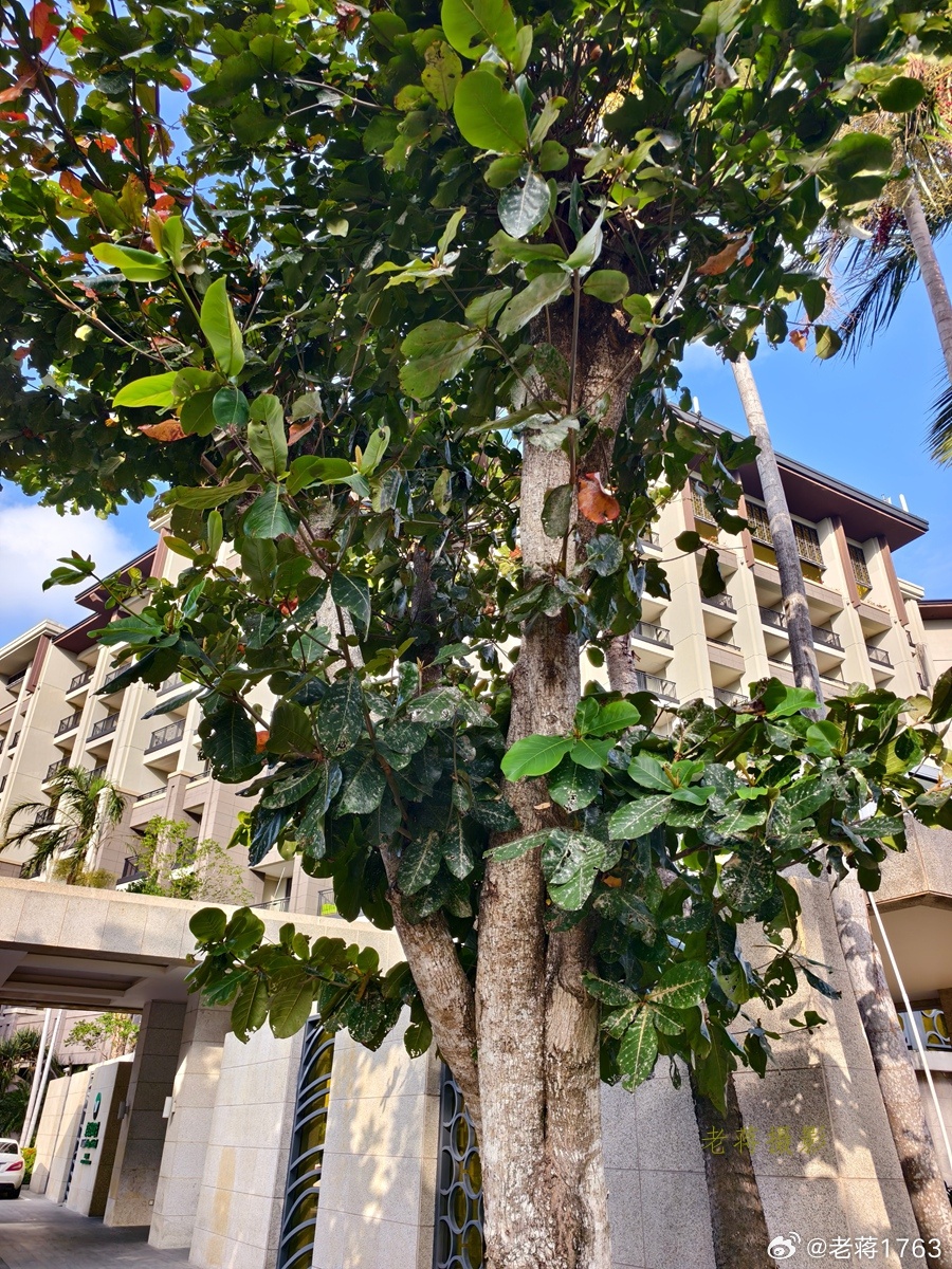 十大最耐干旱的绿化树2026年最新热度口碑双榜对比 十大最耐干旱的绿化树2026年最新热度口碑双榜对比