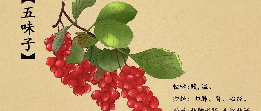 十大五味子产地2026年最新热度口碑双榜对比
