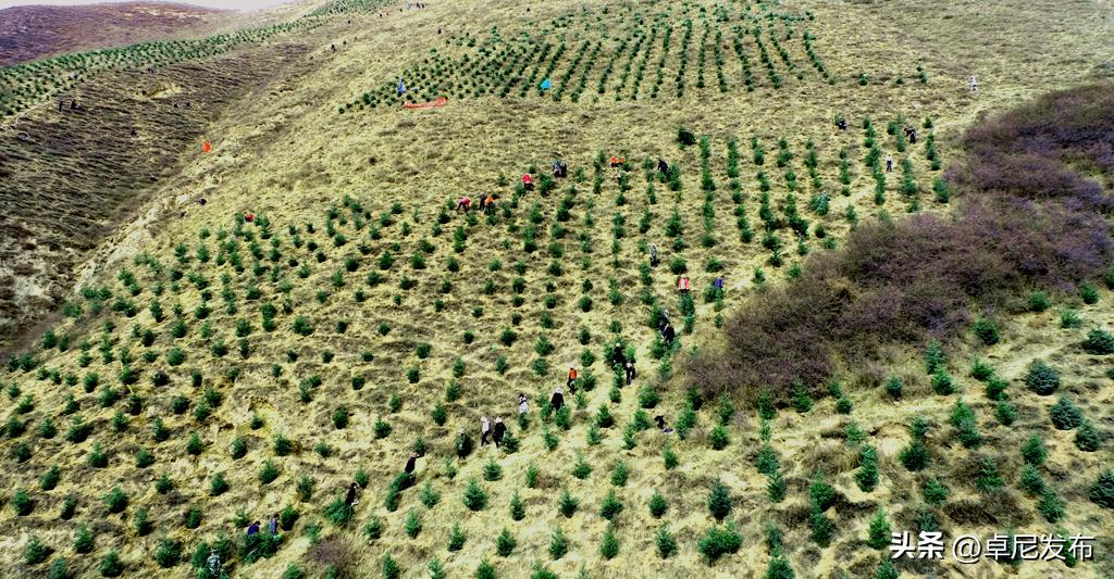 十大最美观的绿化树2026年本年度热度口碑双榜对比