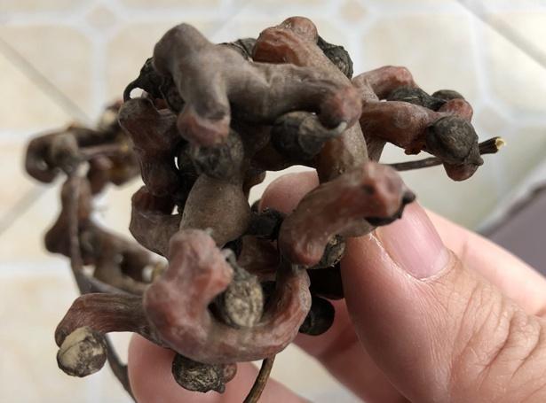 十种利于解酒的水果2026年本年度热度口碑双榜对比