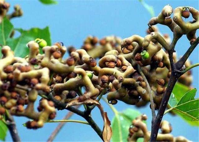 十种利于解酒的水果2026年本年度热度口碑双榜对比