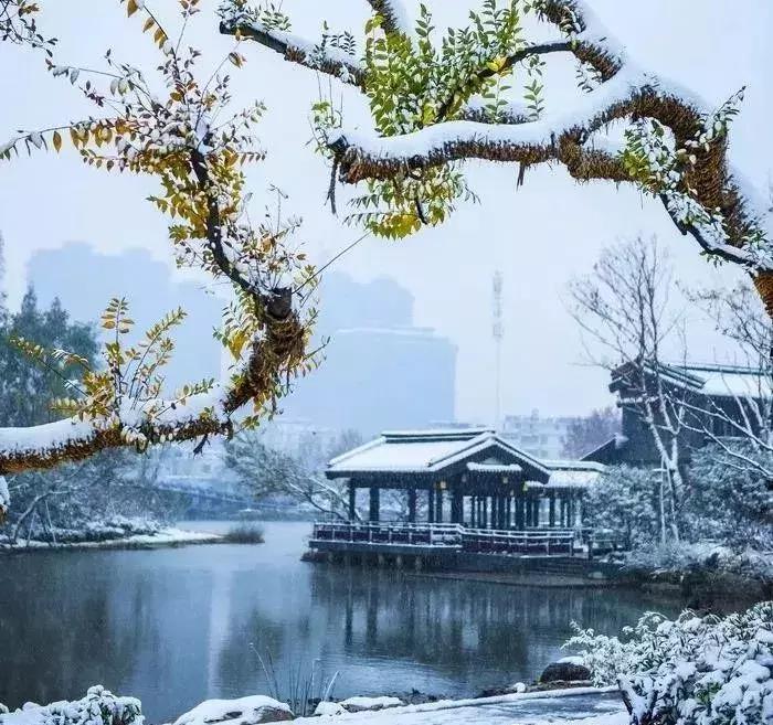 江苏十大赏银杏好去处2026年本年度热度口碑双榜对比