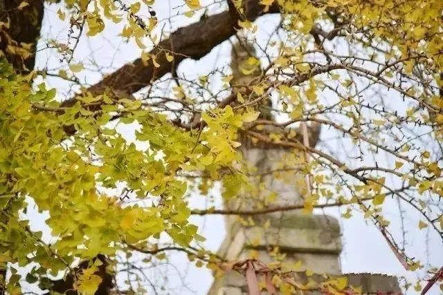 江苏十大赏银杏好去处2026年本年度热度口碑双榜对比