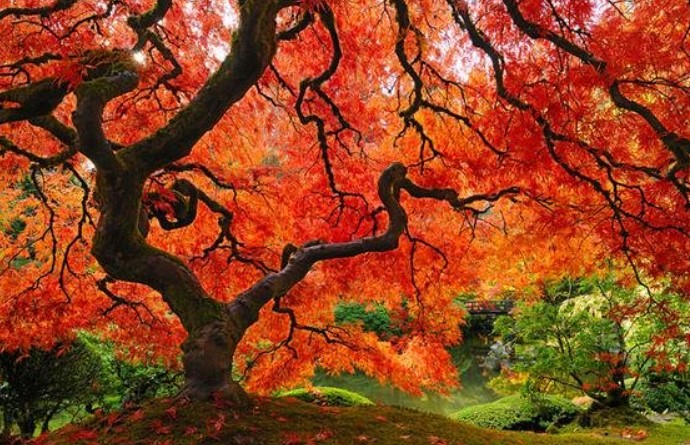 世界十大最美的树2026年本年度热度口碑双榜对比