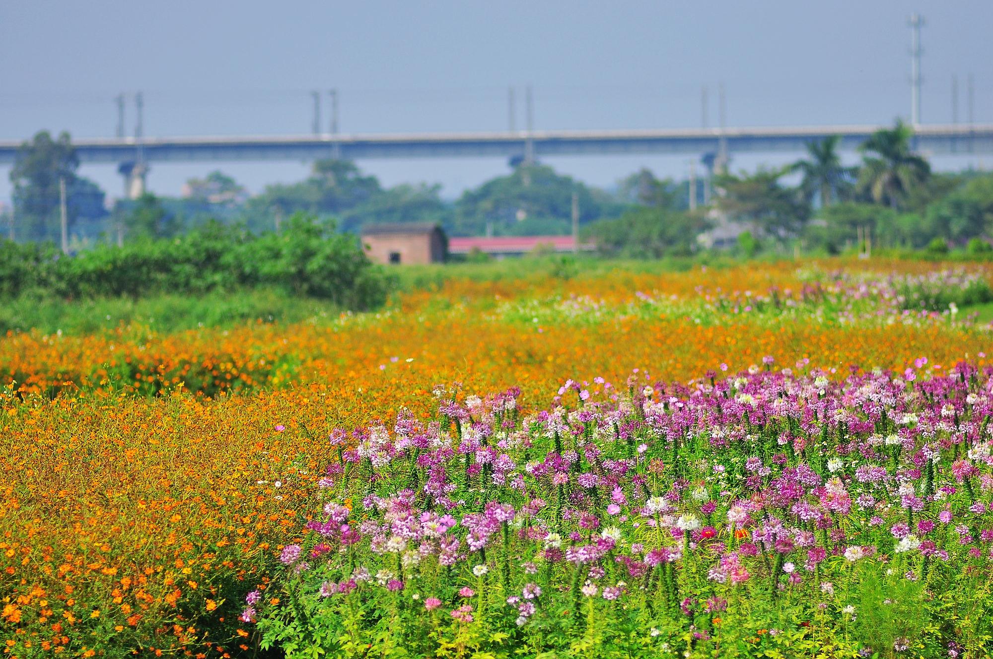 佛山十大赏花胜地2026年本年度热度口碑双榜对比
