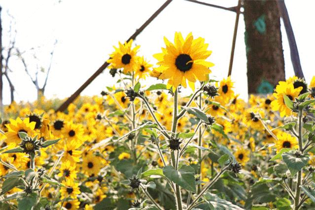 佛山十大赏花胜地2026年本年度热度口碑双榜对比