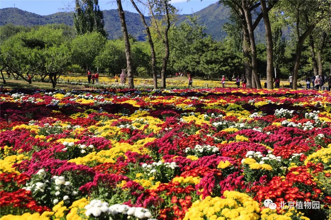 苏州十大植物园2026年本年度热度口碑双榜对比