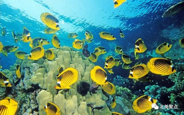 十大最漂亮的章鱼2026年本年度热度口碑双榜对比