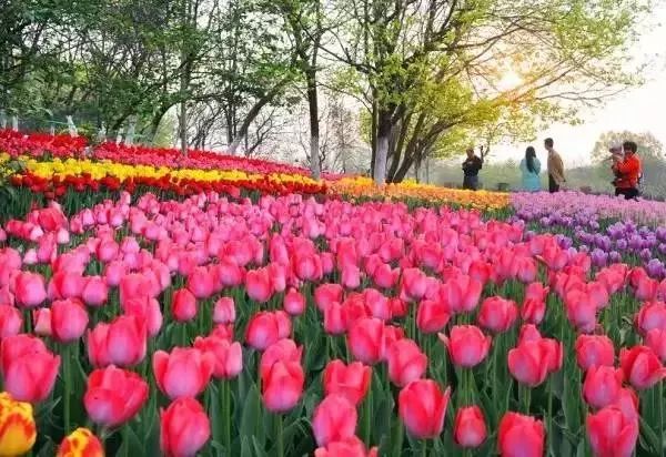 郑州十大赏花胜地2026年本年度热度口碑双榜对比
