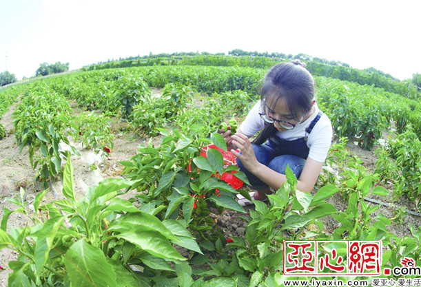 哈尔滨十大采摘园2026年本年度热度口碑双榜对比 哈尔滨十大采摘园2026年本年度热度口碑双榜对比