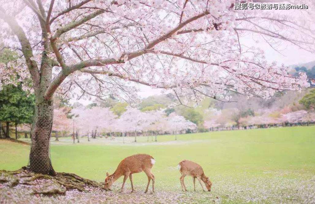宁波十大赏花胜地2026年本年度热度口碑双榜对比 宁波十大赏花胜地2026年本年度热度口碑双榜对比
