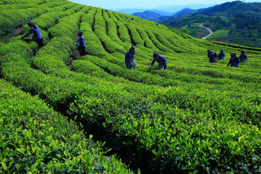 宁波十大赏花胜地2026年本年度热度口碑双榜对比 宁波十大赏花胜地2026年本年度热度口碑双榜对比