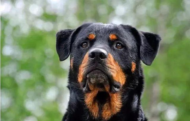 最著名的十大梗犬2026年本年度热度口碑双榜对比