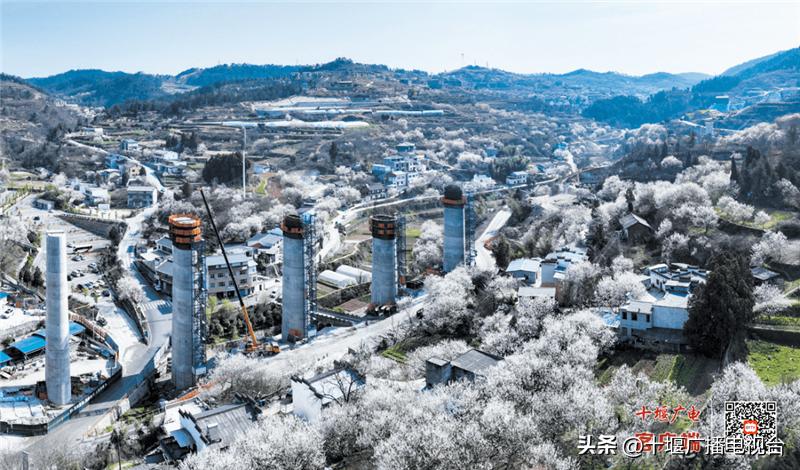 中国十大广受青睐吃的羊肉品种2026年本年度热度口碑双榜对比