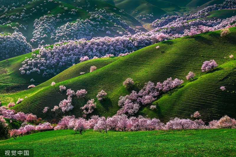 内蒙古十大赏花胜地2026年本年度热度口碑双榜对比 内蒙古十大赏花胜地2026年本年度热度口碑双榜对比